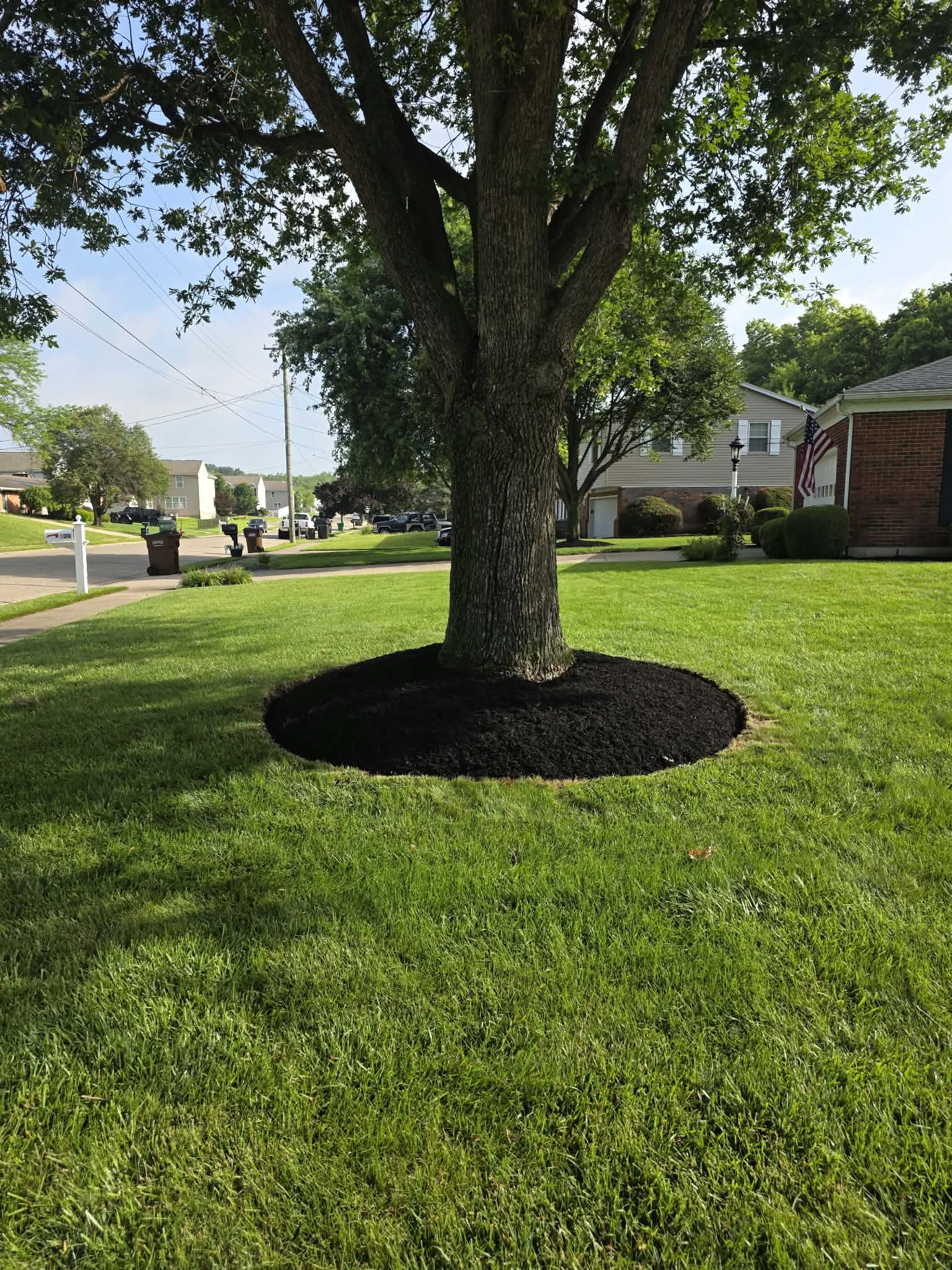 Tree Edging and Mulching
